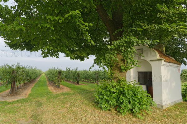 Little chapel with limetree