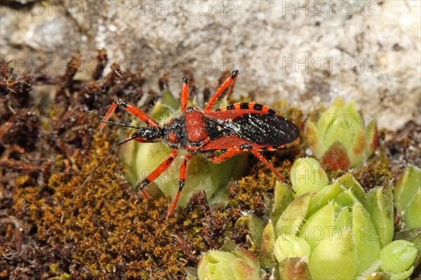 Red assassin bug