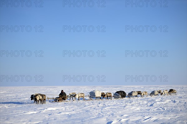 Nenets herdsman driving a train of reindeer
