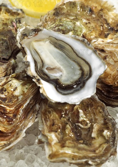 French oyster