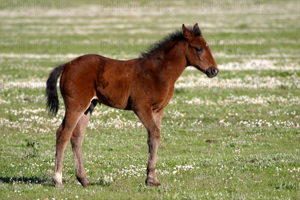 Maremma horse