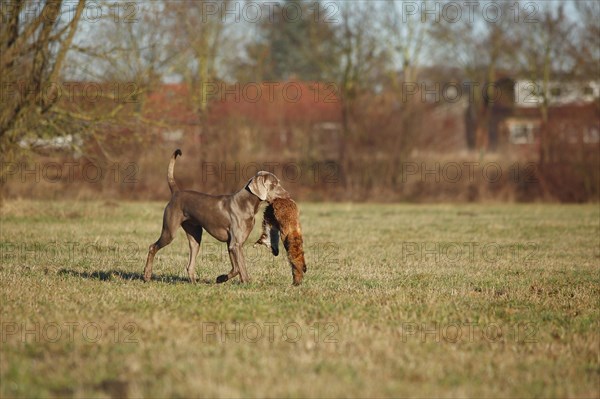 Weimaraner