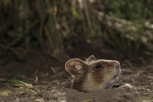 European Hamster