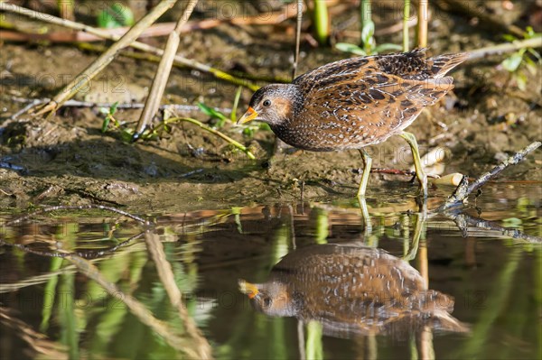 Spotted crake