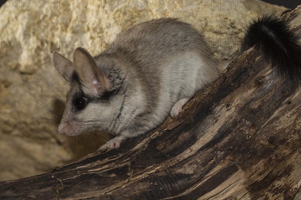 Asian garden dormouse