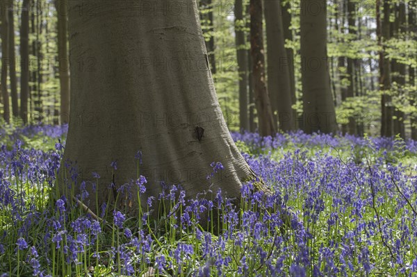 Bluebells