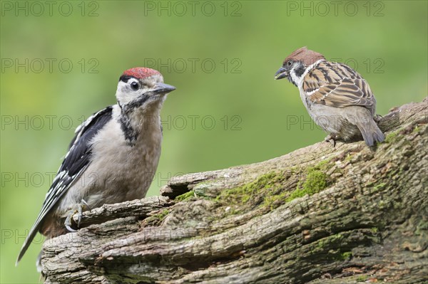 Young spotted woodpecker