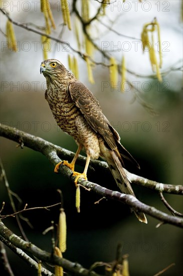 European Sparrowhawk