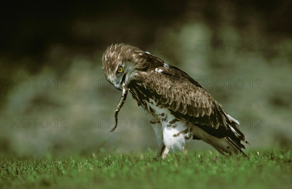 Short-Toed Eagle