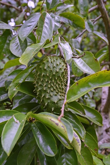 Soursop