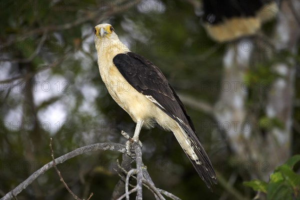 Yellow headed caracara