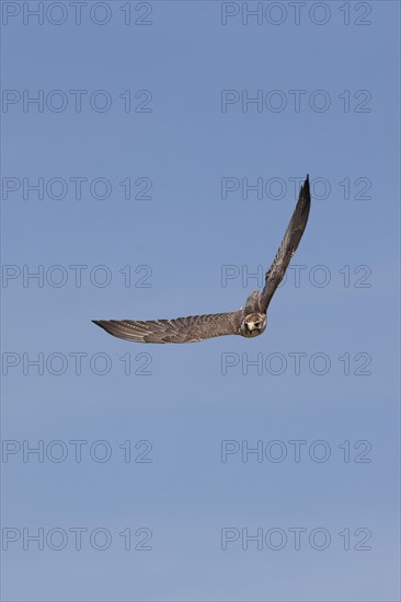 Saker falcon