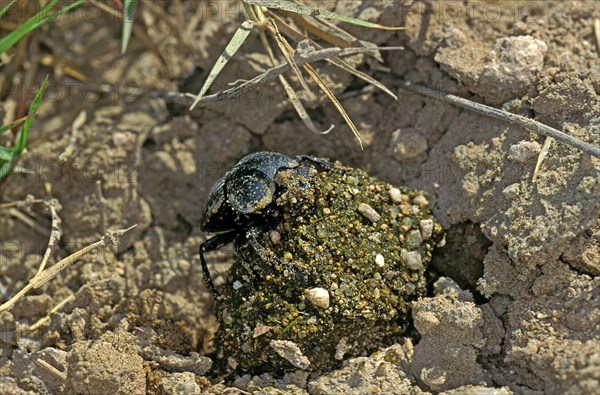 Dung beetle rolling dung ball