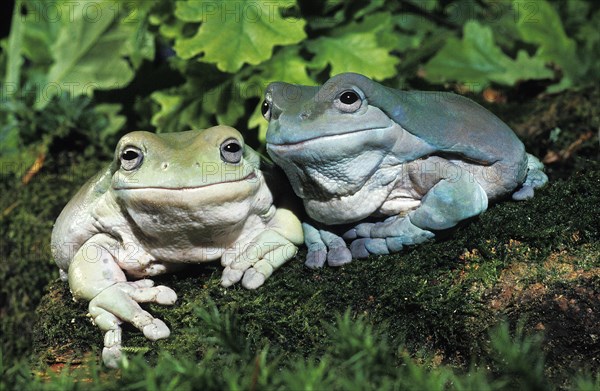 White's Tree Frog