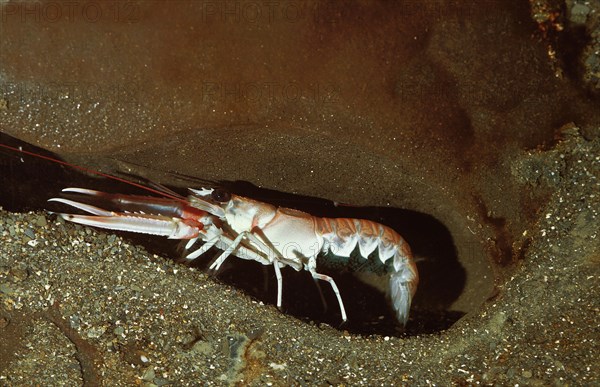 NORWAY LOBSTER