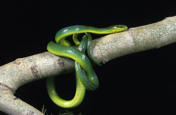 Green snake