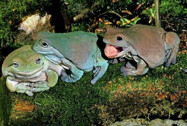 WHITE Australian green tree frog