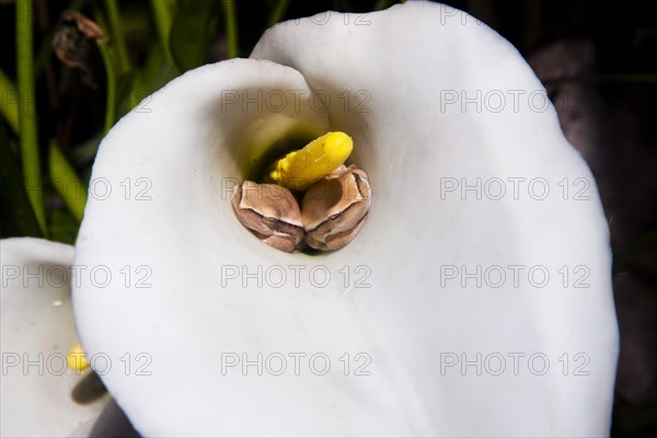 Arum lily frog or arum reed frog