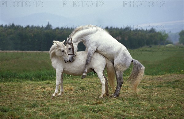 Lipizzaner stallion