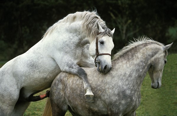 LIPIZZAN HORSE