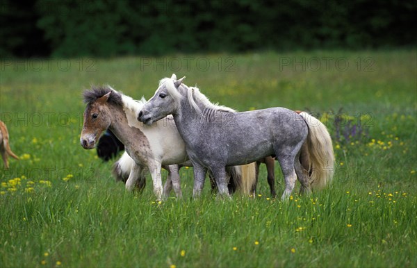 American miniature horse