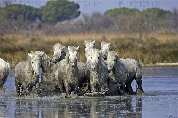 CAMARGUE HORSE