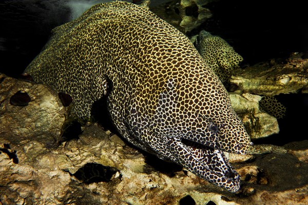 Reticulated Moray Eel