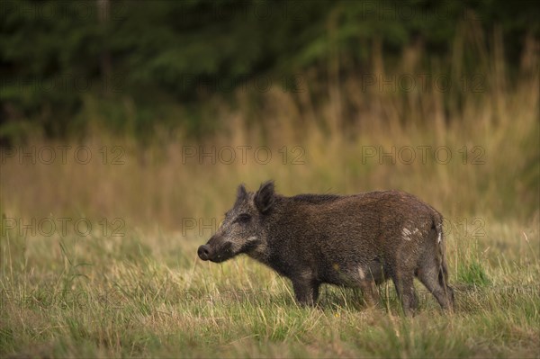 Wild Boar