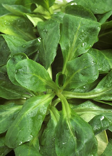 Corn Salad or Lamb's Lettuce