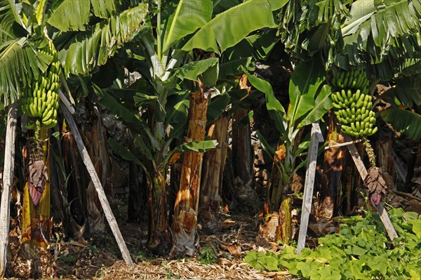 Fruit stands on banana trees