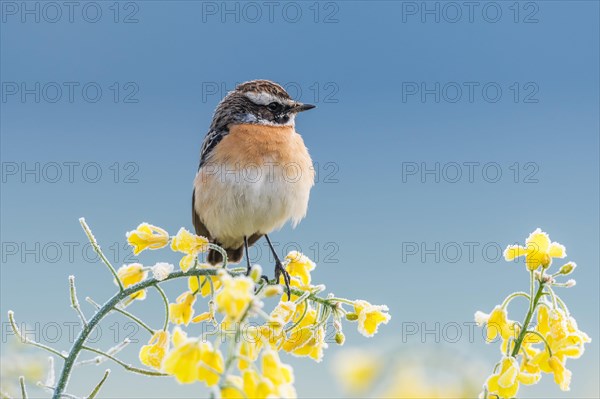 Whinchat