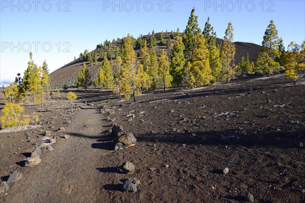 Hiking trails and Canary Island pines
