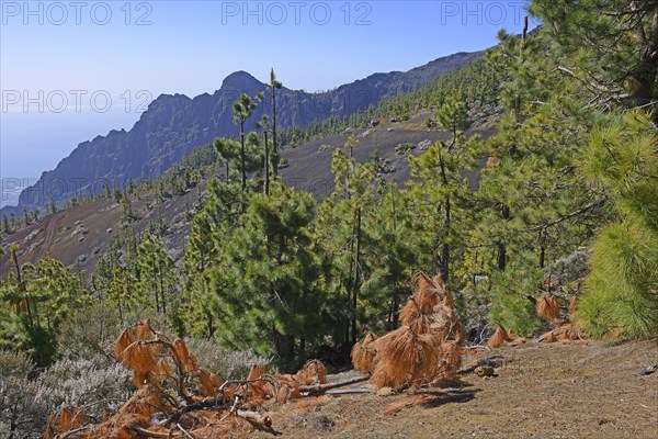 Canary Island pines