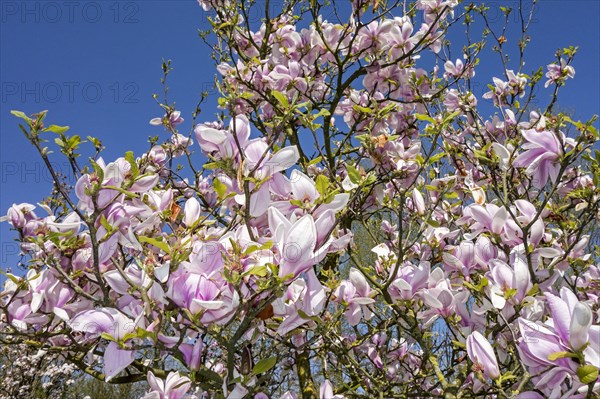 Flowering Sprenger's magnolia