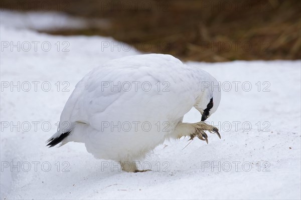 Rock ptarmigan