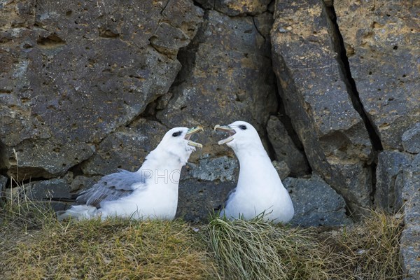 Northern fulmar