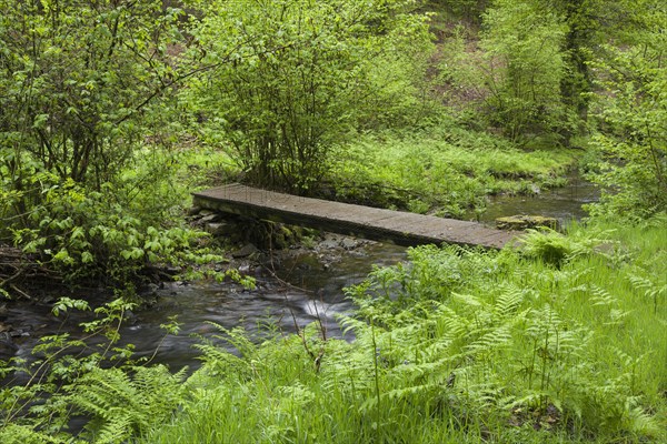 Footbridge over the River Haddeo in spring at Hartford Bottom