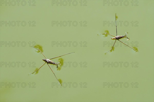 Two common pond skaters