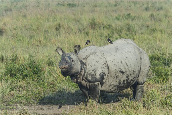 Indian rhinoceros