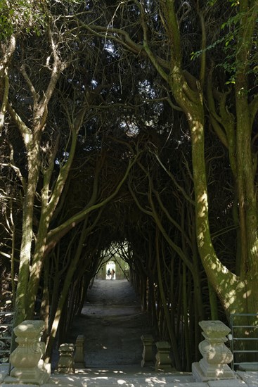 Tunnel of eucalyptus