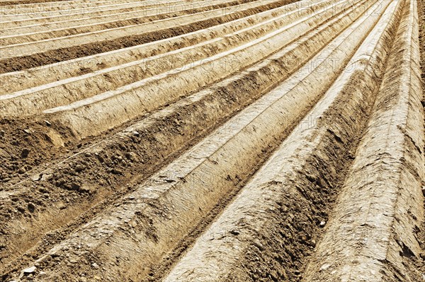 Freshly planted potato field