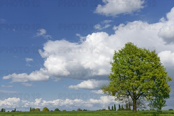 Lonely common oak