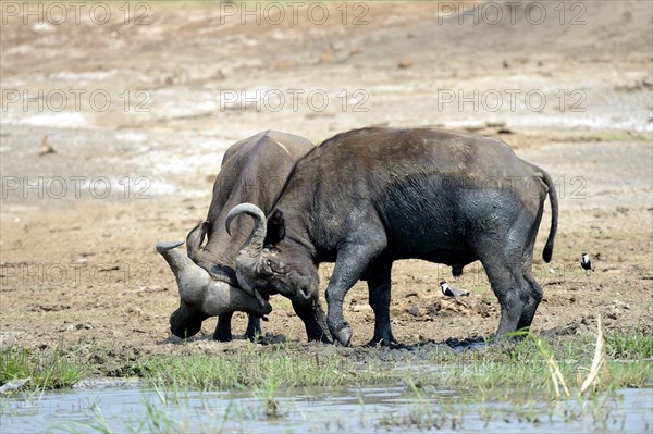 Cape buffalo