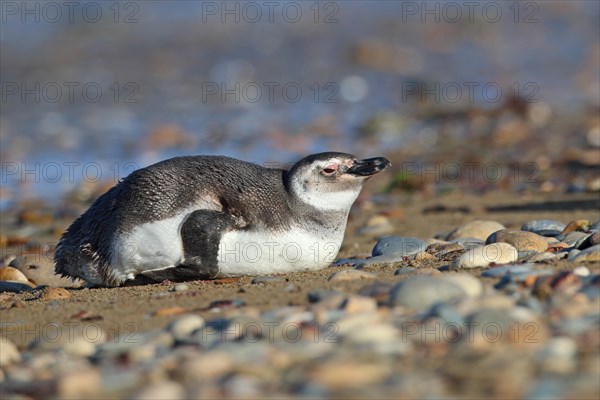 Magellanic Penguin