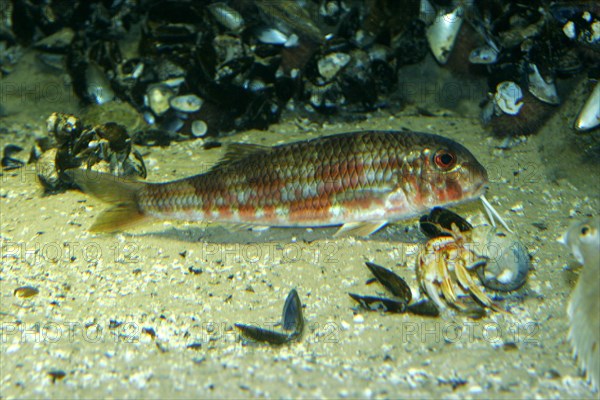 Striped mullet