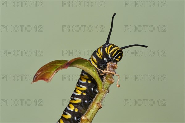 Caterpillar of the monarch butterfly