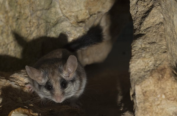 Asian garden dormouse