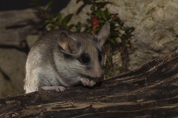 Asian garden dormouse