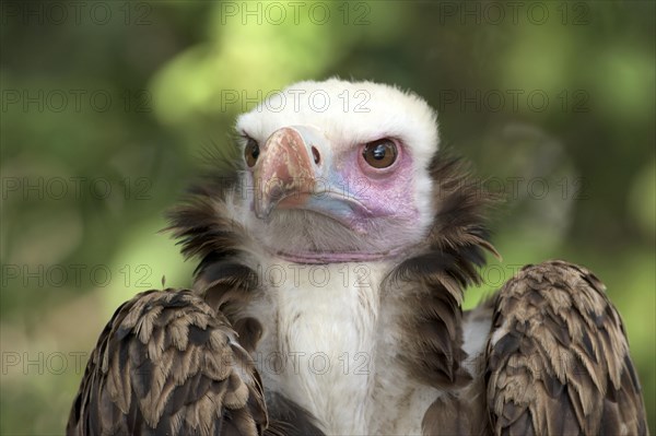 White-headed Vulture