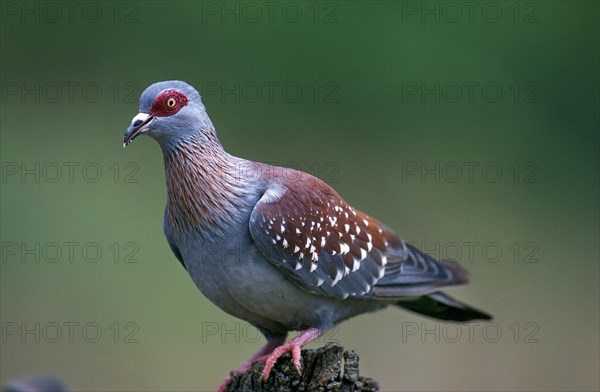 Speckled dove